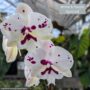 Orchid – 4″/5″ Pot